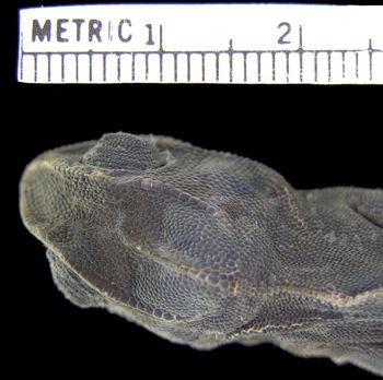 Media type: image; Herpetology R-53262